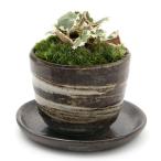 ( луговые и горные травы ) мох бонсай поддонник имеется . входить yukino внизу дыра иметь Mashiko . цветочный горшок ( малярная кисть глаз )(1 горшок )