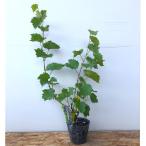 ( луговые и горные травы ) один лет yama виноград ( один лет гора ..) 3.5 номер (1 pot )(.. состояние )