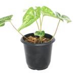 ( луговые и горные травы ) can AOI ( холод .)kwaiba can AOI (.. лист холод .)(1 pot )