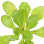 ( водоросли ) вода rose ( водный лист )( нет пестициды )(1 АО )ro Z type средний .. one отметка внутренний производство 