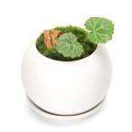 ( бонсай ) мох бонсай yukino внизу . огонь камень есть коврик мяч S..(1 горшок ). тарелка есть 