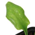 ( водоросли ) Cryptocoryne isaeSekadau Kalimantan производство ( водный лист )(1 pot )