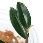 ( террариум )firoten Delon aff. Pirelli anmDarkside(1 cup ) Hokkaido * Kyushu авиапочта необходимо теплоизоляция 