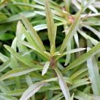 ( водоросли )po Goss temon men men ( водный лист )( нет пестициды )(10шт.@)