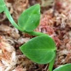 （テラリウム）ラフィドフォラ　ハイ（１カップ）　北海道・九州航空便要保温