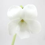 （山野草）スミレ（菫）白花リュウキュウコスミレ（白花琉球小菫）２．５〜３号（…