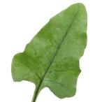 ( луговые и горные травы )sida(. зуб )yanonesida( стрела. корень . зуб )3 номер (1 pot ) вечнозеленый . много год .