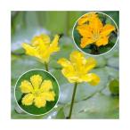 （ビオトープ）水生植物　花色おまかせ　アサザ（品種記載なし）（１ポット）　浮葉植物