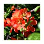 ( луговые и горные травы ) бонсай k сабо ke(. дерево .) 3 номер (1 pot )(.. состояние )