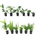 ( водоросли ) Anubias & микро санки um60cm аквариум расположение комплект (12 pot минут )