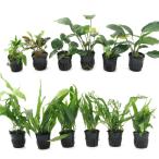 ( водоросли ) случайный Anubias & микро санки um& Cryptocoryne 60cm аквариум расположение комплект (12 pot минут )