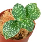 ( террариум )aru Goss temasp. бриллиант leaf (1 pot )