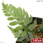 ( луговые и горные травы )sida(. зуб ) машина sida( машина . зуб )3 номер (1 pot ) вечнозеленый . много год .