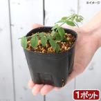 （山野草）シラタマカズラ　３号（１ポット）