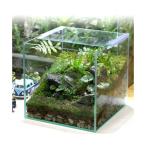 （観葉植物）苔テラリウム　レイアウトセット　〜ｍｏｓｓ　ｇｒｅｅｎ〜　説明書付　コケテラリウム　苔テラ　コケテラ　苔　インテリア