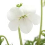 ( луговые и горные травы )s Mille ( фиолетовый ) голубой ось hi Goss Mille ( синий ось . после фиолетовый )2.5~3 номер (1 pot )(.. состояние )