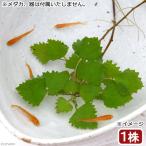 （ビオトープ）水生植物　ヒメビシ（１株）　浮葉植物