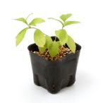 ( луговые и горные травы ) фиолетовый type b( фиолетовый тип часть ) 3~4 номер (1 pot )(.. состояние )