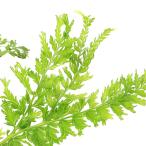 ( луговые и горные травы )sida(. зуб ) лев лист i олень gma3 номер (1 pot ) вечнозеленый . много год .