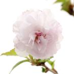 ( луговые и горные травы ) бонсай Sakura ( Sakura ).. Fuji Sakura ..( Lynn way )3 номер (1 pot )