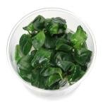 ( водоросли ) организация разведение Anubias bar Terry nana(1 cup )