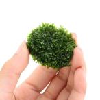 ( водоросли )* выращивание settled * premium зеленый Moss мяч ( подводный лист )( нет пестициды )(1 шт )