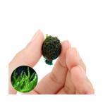 ( водоросли ) наматывать длина рама Moss cocos nucifera .bsi мяч ( нет пестициды )(1 шт )