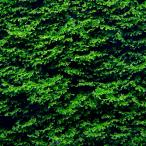 ( водоросли ) высшее premium зеленый Moss ( подводный лист )( нет пестициды )(1 cup )
