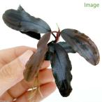 ( водоросли )bsefa Land lasp.Copper Melawi( нет пестициды )( подводный лист )(1 АО )