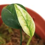 ( террариум ) epi pre mnampinatsumVar.Hanoman(1 pot ) Hokkaido * Kyushu авиапочта необходимо теплоизоляция 