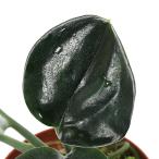 ( террариум )s gold dapsa -тактный re Be темный ( нет пестициды )(1 pot ) Hokkaido * Kyushu авиапочта необходимо теплоизоляция 