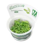 組織培養ＧＲＯＷＯＷ！ラヌンクルス...