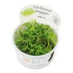 組織培養１−２−ＧＲＯＷ！ラヌンク...