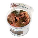 ( водоросли ) организация разведение denali - Cryptocoryne sp. фламинго ( нет пестициды )(1 cup )