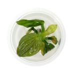 ( водоросли ) Taiwan рейс организация разведение Echinodorus igaz( нет пестициды )(1 cup )