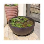  водяная лилия горшок водяная лилия горшок (me Dakar горшок ).RIN круглый темно-коричневый M водяная лилия горшок * круглый аквариум *me Dakar горшок 