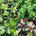 （水草）お試し水草セット（３種　各１０本）（水上葉）（無農薬）（１パック約３０本）