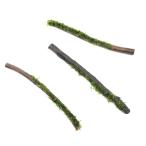 ( водоросли ) наматывать длина Willow Moss sp. narrow палочка коряга S размер ( примерно 15cm)( подводный лист )( нет пестициды )( 1 шт. )