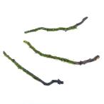 ( водоросли ) наматывать длина Willow Moss sp. narrow палочка коряга M размер ( примерно 20cm)( подводный лист )( нет пестициды )( 1 шт. )