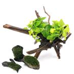 ( водоросли ) класть только простой расположение комплект Anubias nana золотой + наматывать длина Willow Moss коряга SS размер (1 комплект )