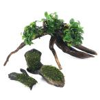 ( водоросли ) класть только простой расположение комплект Anubias nana маленький + наматывать длина Willow Moss коряга SS размер (1 комплект )