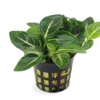 ( водоросли ) Anubias Star пыль ( Taiwan рейс )( водный лист )(1 pot минут )