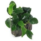 ( водоросли ) Anubias nana маленький способ гора камень маленький шарик (3~5cm)( водный лист )(1 шт )