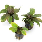 ( водоросли ) Echinodorus стойка nia( водный лист )( нет пестициды )(1 pot )