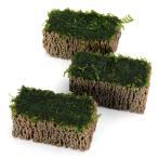 ( водоросли ) наматывать длина Willow Moss sp. narrow TSUMIKI( подводный лист )( нет пестициды )(1 шт )