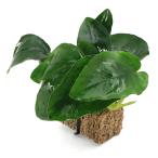 ( водоросли ) Anubias nanaTSUMIKI( водный лист )(1 шт )