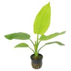 ( водоросли ) Echinodorus sp.tolinida-do( водный лист )( нет пестициды )(1 pot )