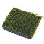 ( водоросли ) наматывать длина Willow Moss уголь доска маленький ( подводный лист )( нет пестициды )(1 листов )