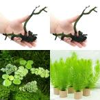 ( водоросли )matsumo& Willow Moss смешанный набор ( подводный лист )( нет пестициды )(1 шт )
