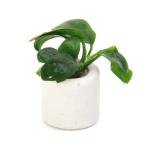 ( водоросли )* организация разведение * Anubias nana мульти- кольцо белый ( белый )( водный лист )(1 шт )